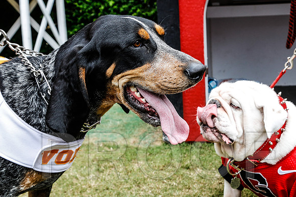 Georgia vs Tennessee Football 2014