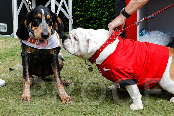 Georgia vs Tennessee Football 2014