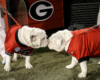 Georgia UGA Football