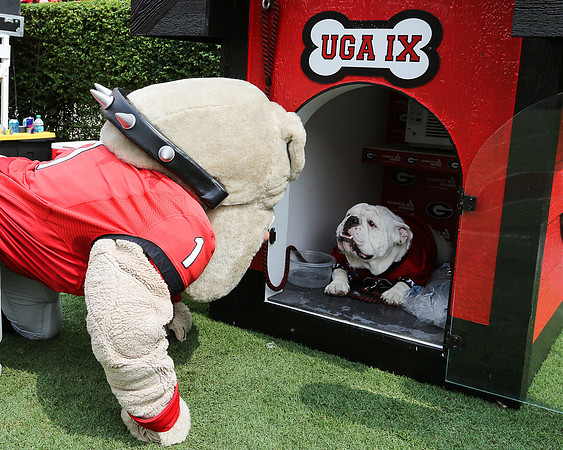 Meet Que, soon to be Uga X by Blane Marable Photography