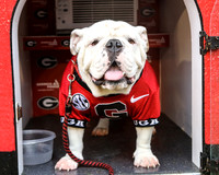 Georgia vs Alabama