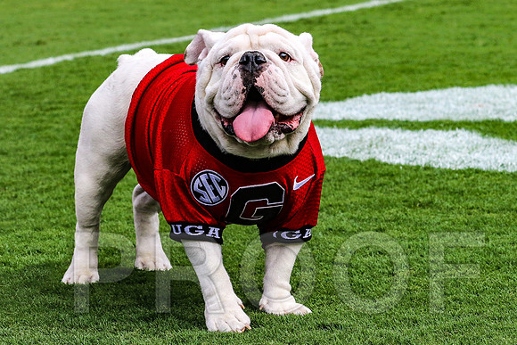 Meet Que, soon to be Uga X by Blane Marable Photography