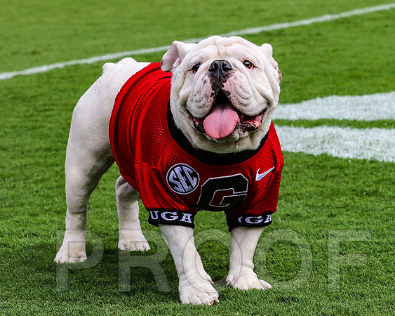 Meet Que, soon to be Uga X by Blane Marable Photography