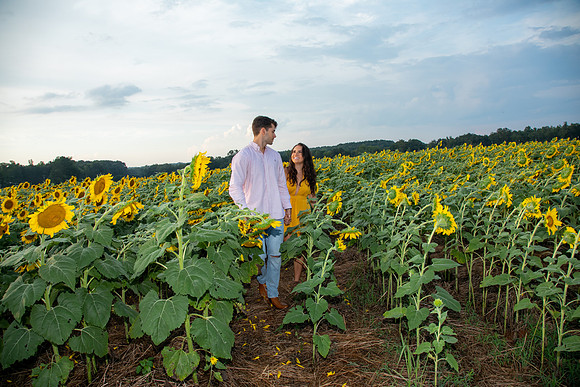 Southern & Rhett - Sunflower Field at the Iron Horse