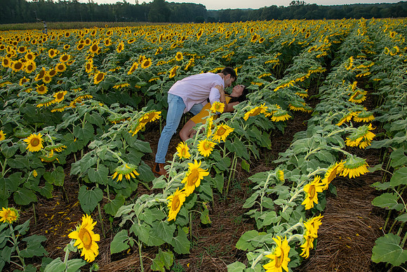Southern & Rhett - Sunflower Field at the Iron Horse