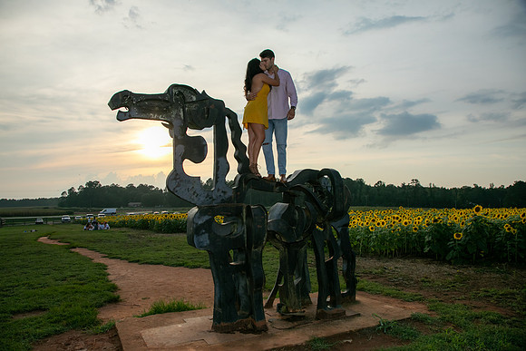 Southern & Rhett - Sunflower Field at the Iron Horse