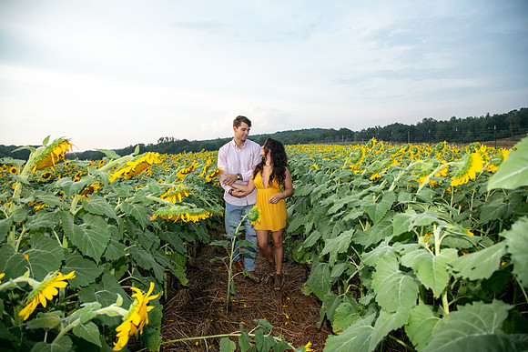 Southern & Rhett - Sunflower Field at the Iron Horse