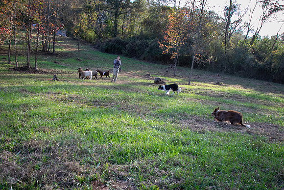 Ashley & Aaron's Fall Family Photos