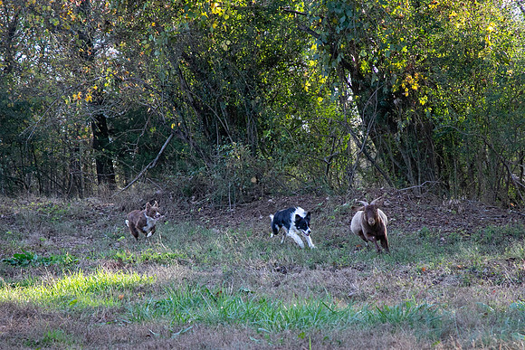 Ashley & Aaron's Fall Family Photos