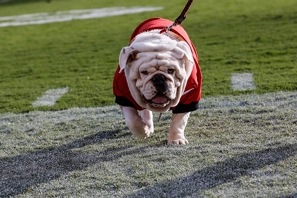 Georgia vs Vandy - Homecoming 2014