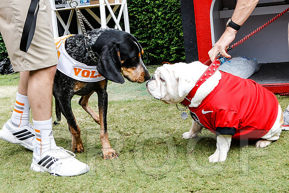 Georgia vs Tennessee Football 2014