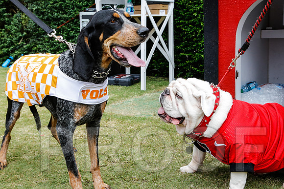 Georgia vs Tennessee Football 2014